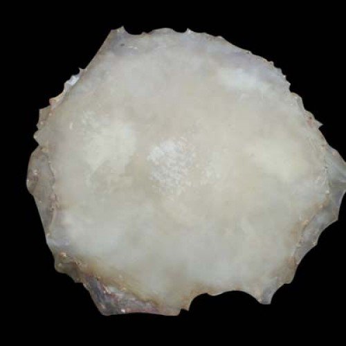 Calf Skins